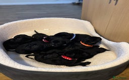 Labrador Retriever dogs for sale: Outstanding Litter of KC registered Labradors  - Image 4