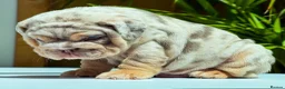 English Bulldog dogs for sale: 🐾 Honey x Mr Muscle pups 🐾‼️ - Advert 10
