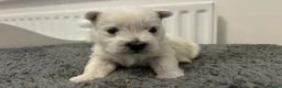 West Highland Terrier dogs for sale: Westies show quality pups ready 6.3.26 - Advert 10