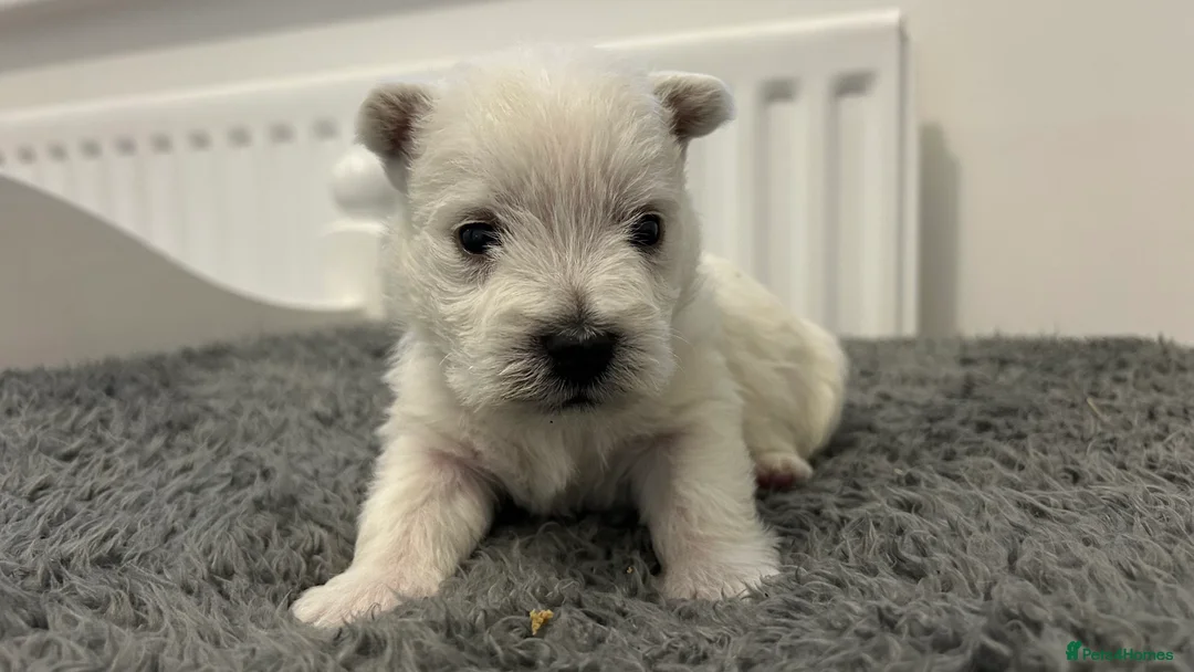 West Highland Terrier dogs for sale: Westies show quality pups ready 6.3.26 - Advert 10