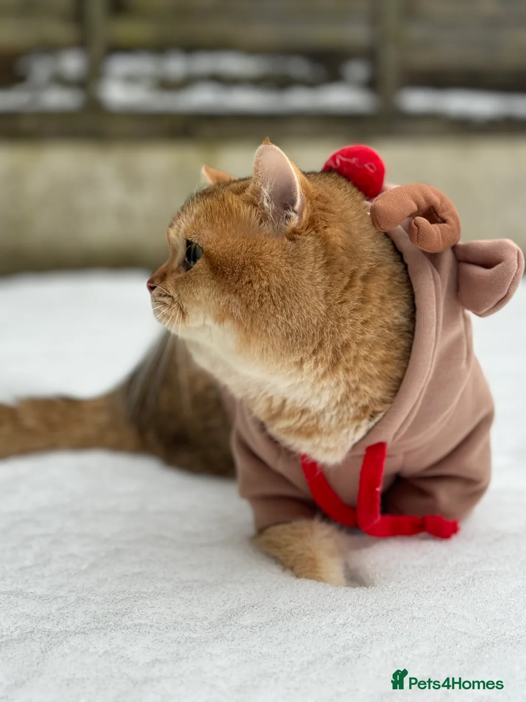 British Shorthair cats for stud: Gold BRI ny12 Stud in Derby - Advert 18