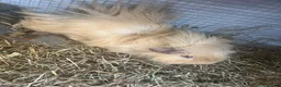 Guinea Pig rodents for sale: 2x Boars for sale  in Birmingham - Advert 1