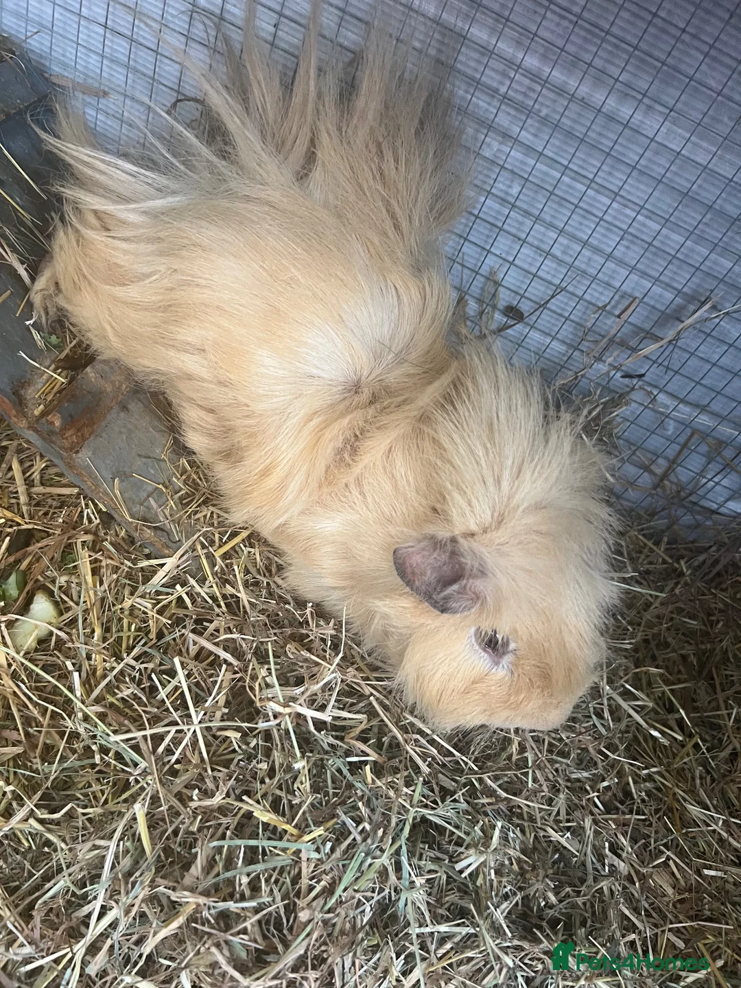 Guinea Pig rodents for sale: 2x Boars for sale  in Birmingham - Advert 1