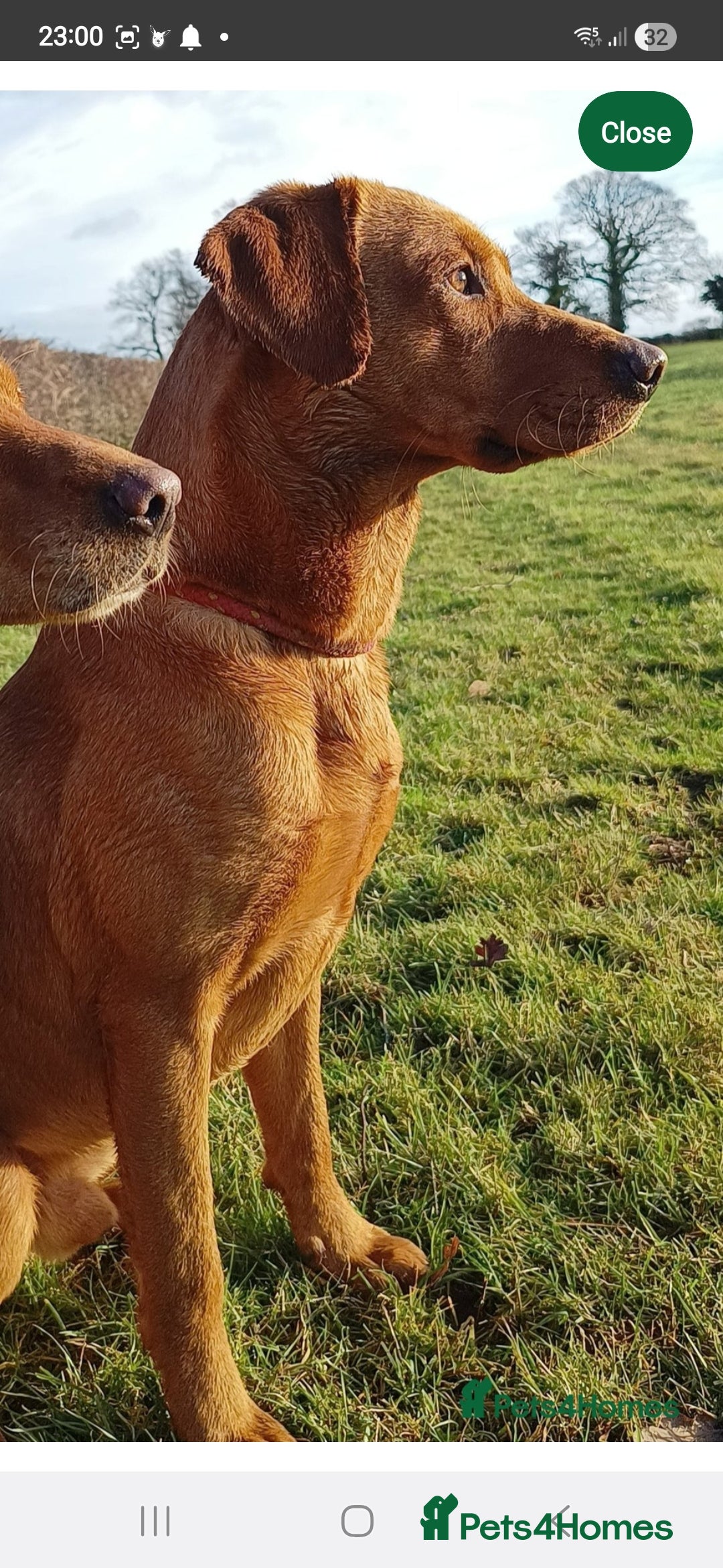 Labrador Retriever dogs for sale: Stunning Red fox labrador puppies  - Advert 36