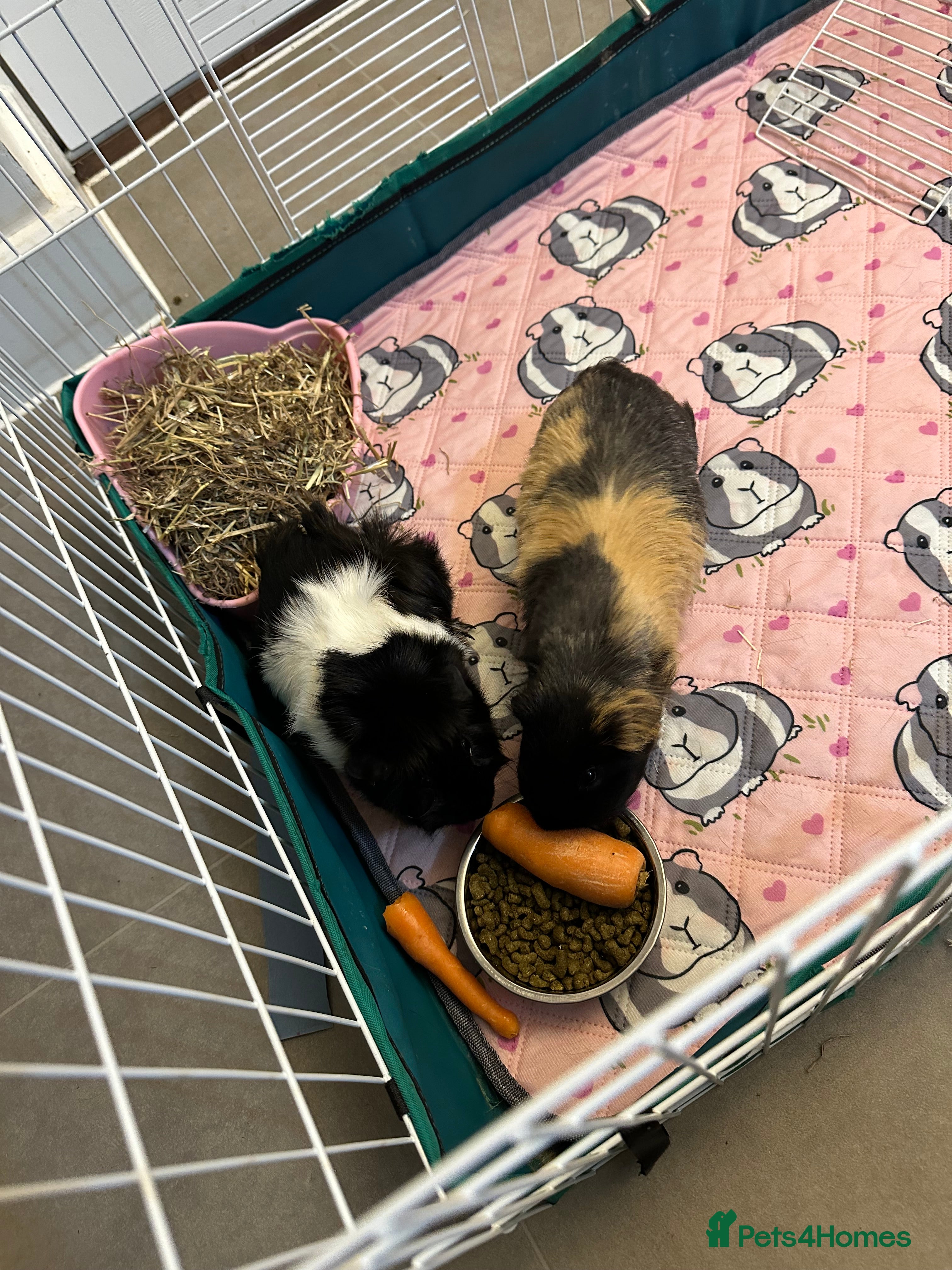 Guinea Pig rodents Free to a good home - Advert 2