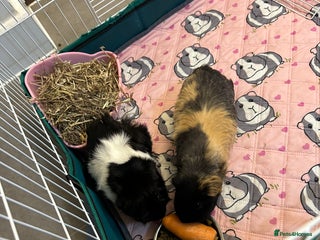 Guinea Pig rodents Free to a good home - Advert 2