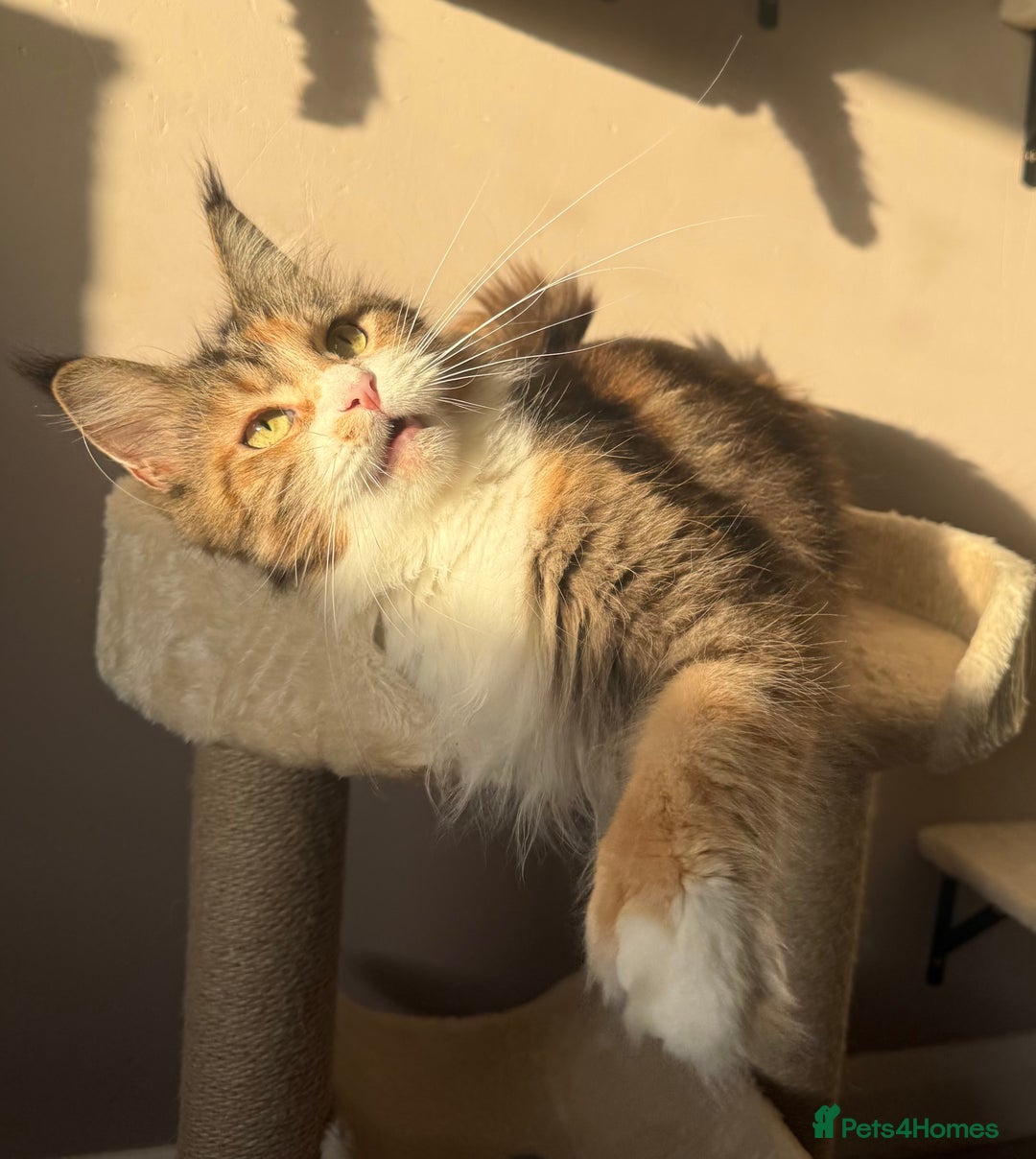 Maine Coon cats for sale: Polydactyl Red Silver Boy - Advert 7