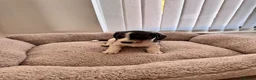Miniature Dachshund dogs for sale: Miniature dachshund in Manchester - Advert 18