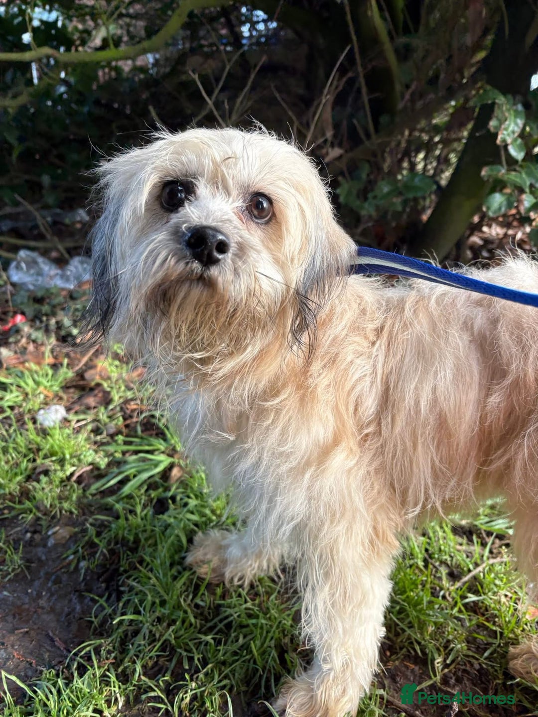 Mixed Breed dogs for adoption: Alison - Norwich Norfolk  - Advert 11