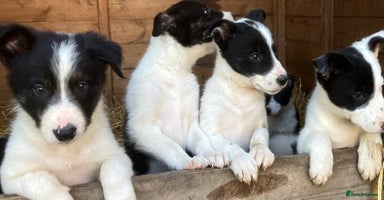 Border Collie dogs - Advert 10