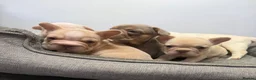French Bulldog dogs for sale: Exotic French bulldog puppies/Health Tested Parent in Stoke-on-Trent - Advert 9
