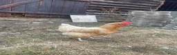 Chickens poultry for sale: Laying hens + other Chickens for Sale  - Advert 4