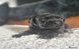 Labrador Retriever dogs for sale: High Quality Black Labrador Puppies - Image 2
