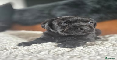 Labrador Retriever dogs - Advert 14
