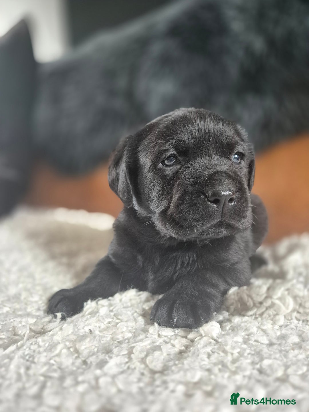 Labrador Retriever dogs for sale: High Quality Black Labrador Puppies - Image 2