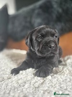 Labrador Retriever dogs - Advert 16