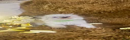 Ragdoll cats for sale: GCCF Sealpoint Lynx Mitted Ragdoll Kittens  - Advert 10
