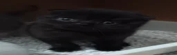 Scottish Fold cats for sale: Beautiful kittens - Advert 3