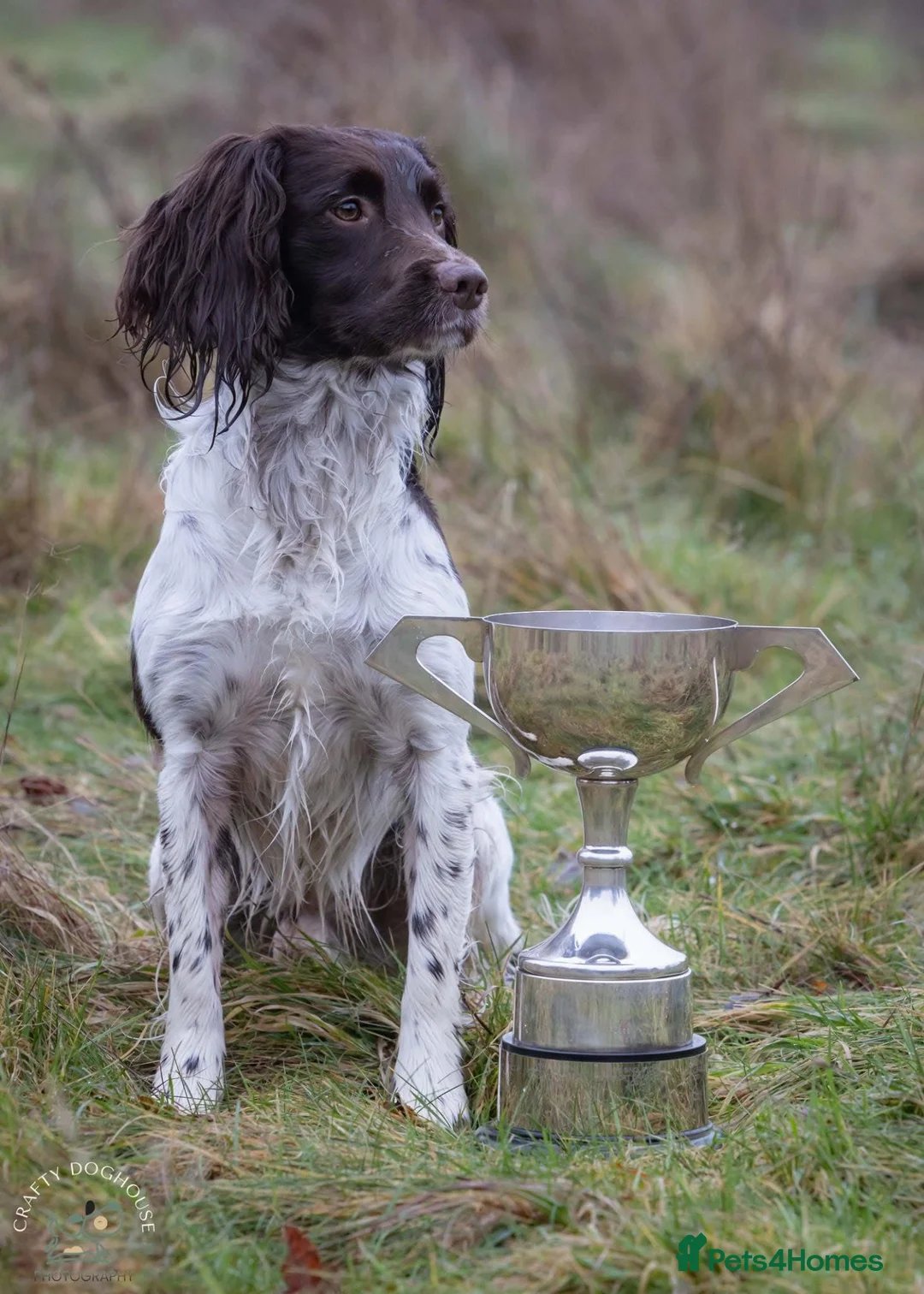 English Springer Spaniel dogs for stud: At Stud - FTW Springer Spaniel  - Advert 2