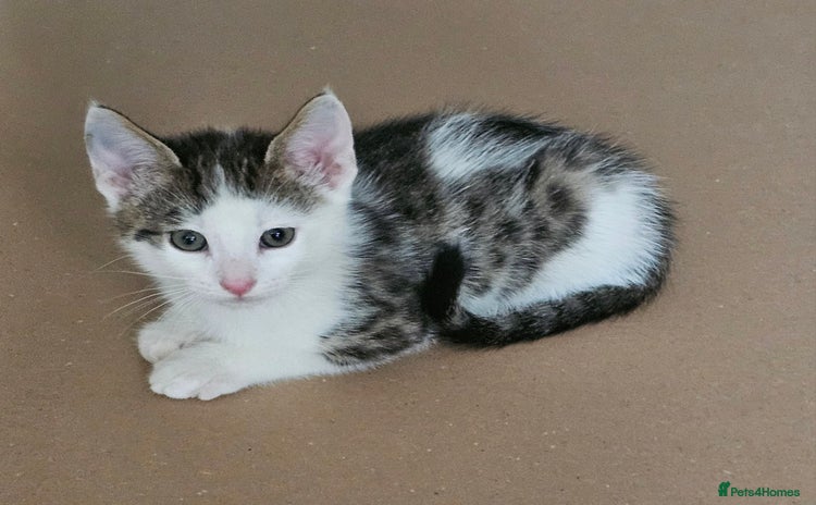 Mixed Breed cats - Advert 3