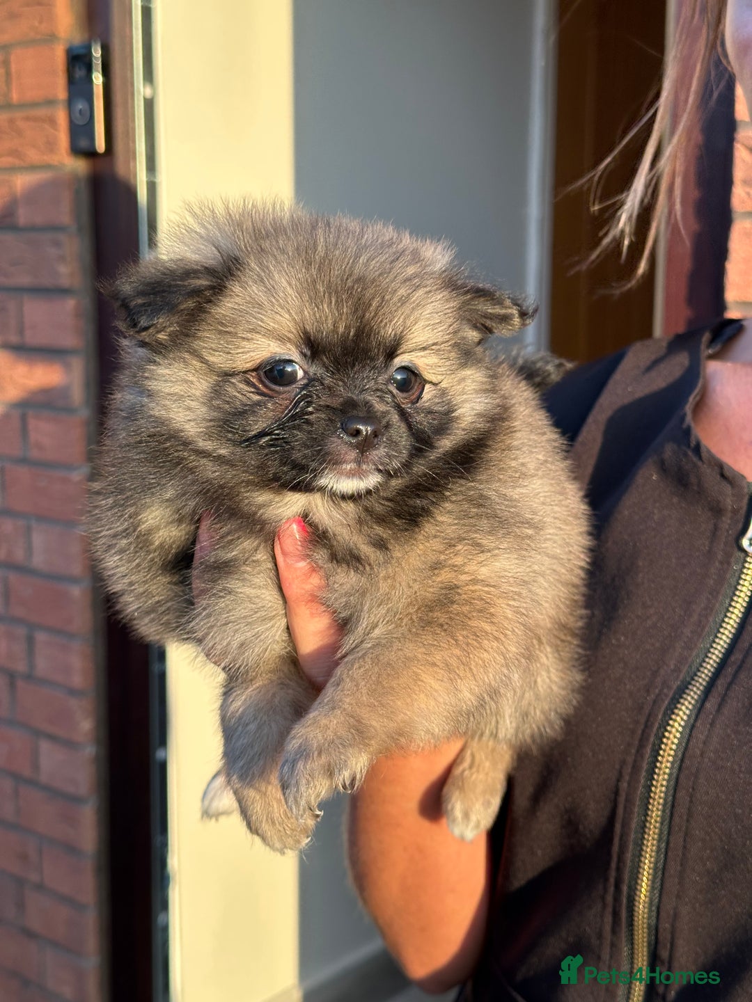 Pomeranian dogs for sale: 5 BEAUTIFUL TEDDY TYPE FOXY POMERANIANS - Image 25
