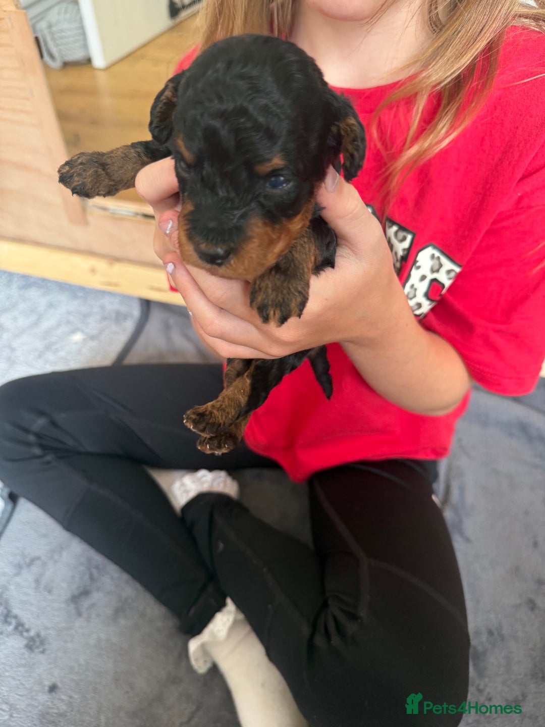 Labradoodle dogs for sale: Miniature Labradoodle F1BB Puppies - Image 7