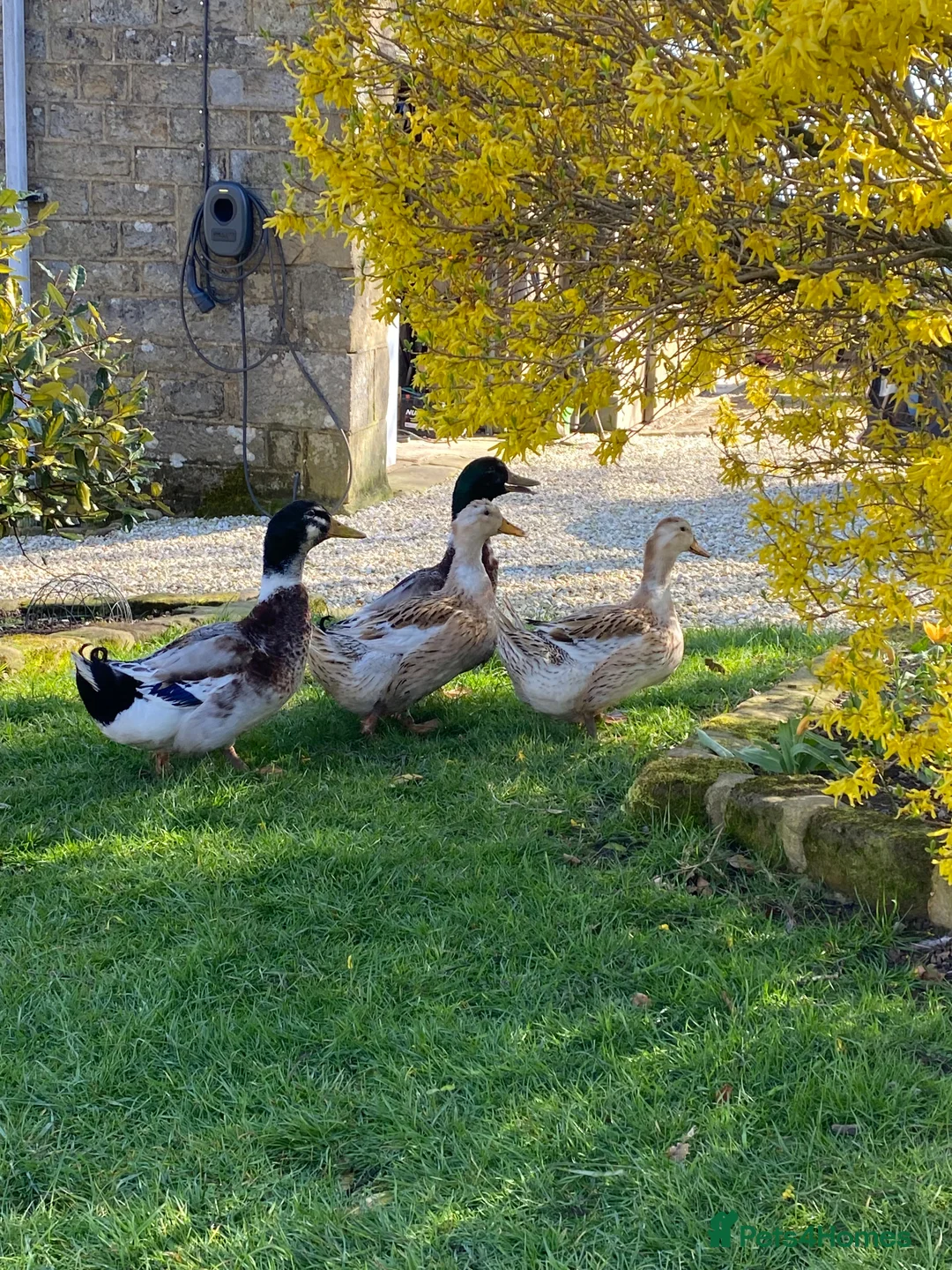 Ducks poultry for sale: Large Silver Appleyard Hatching Eggs - Advert 1