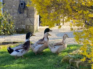 Ducks poultry Large Silver Appleyard Hatching Eggs - Advert 8