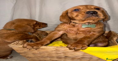 Labrador Retriever dogs - Advert 15