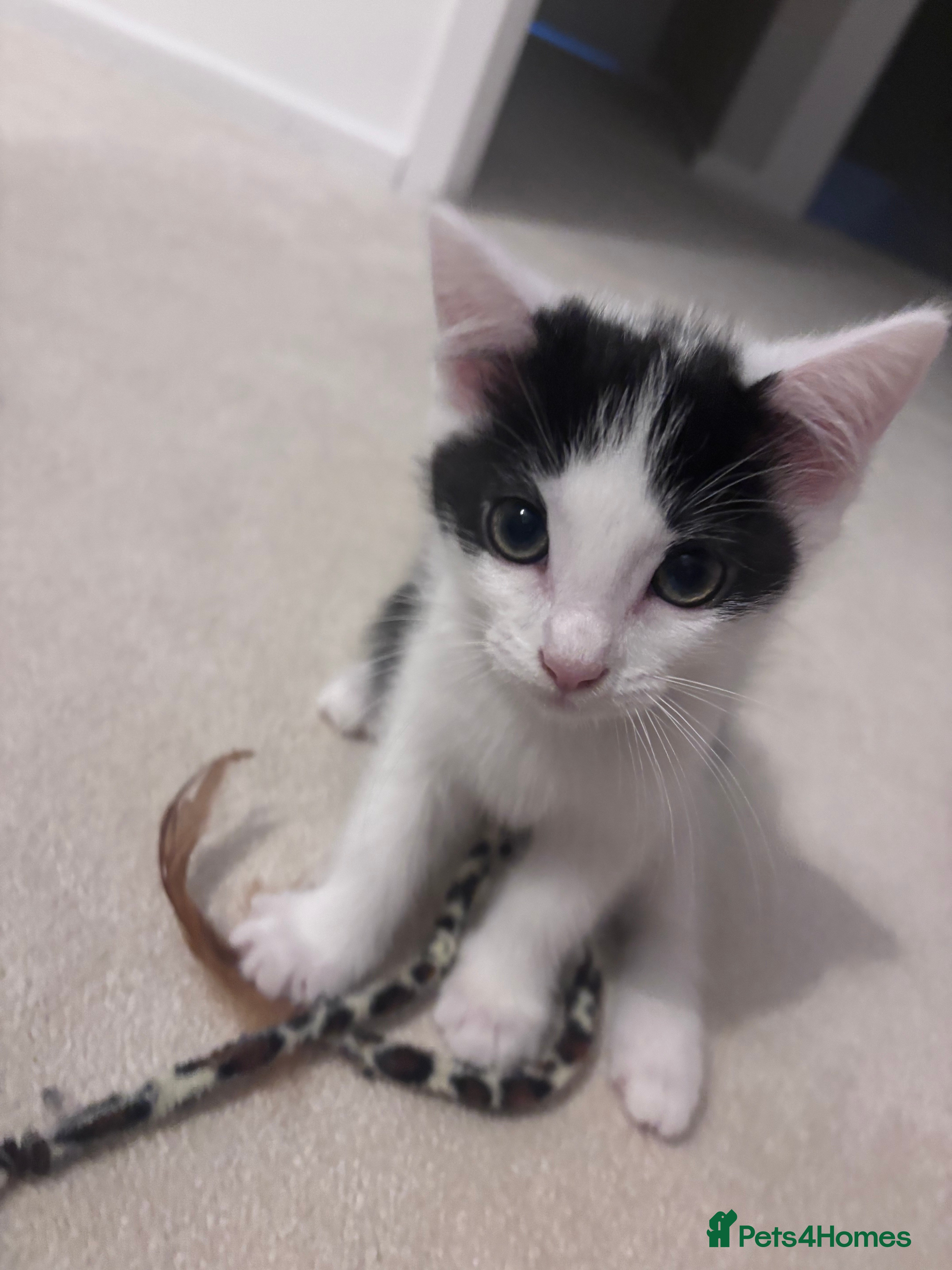Mixed Breed cats for sale: Kittens for Sale  - Advert 13