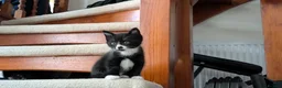 Mixed Breed cats for sale: Beautiful litter of 4 - Advert 10