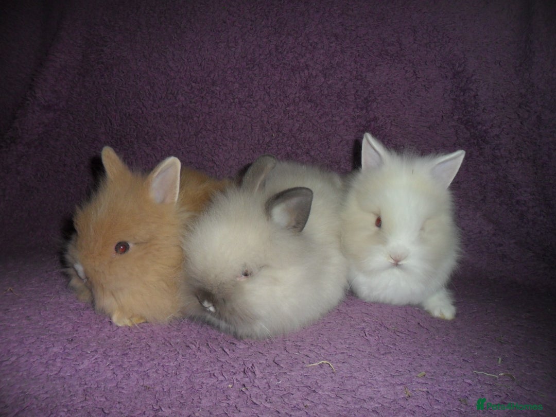 Lionhead rabbits for sale: BEAUTIFUL BABY DOUBLEMANE LIONHEAD RABBITS MALE - Image 3