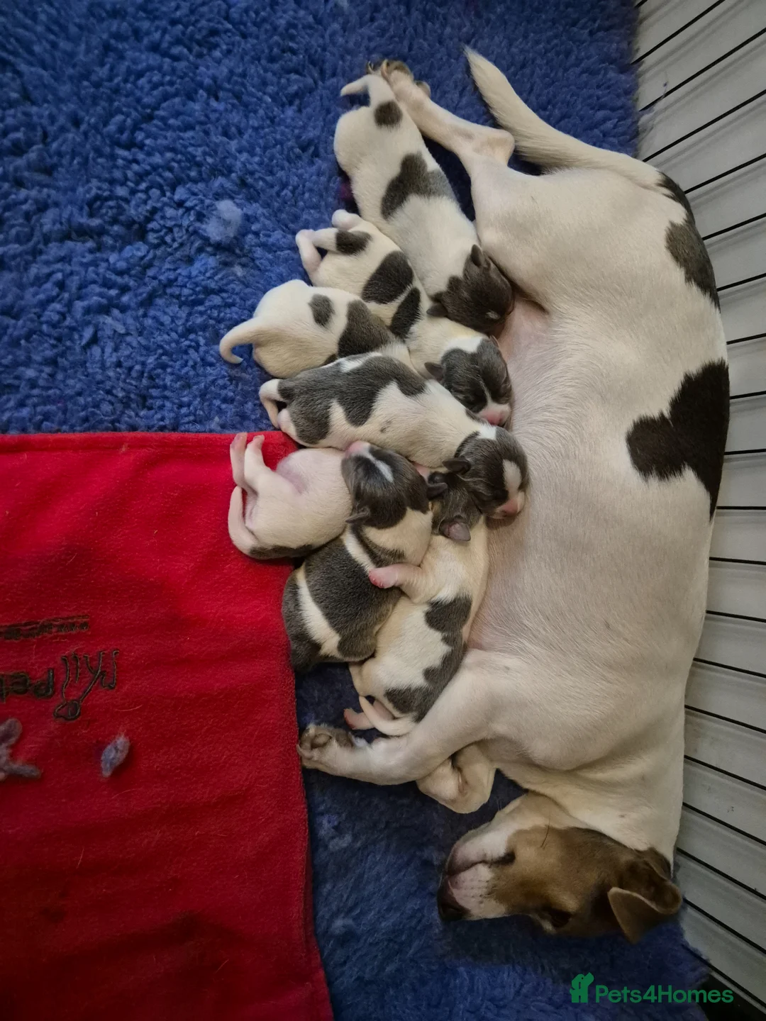 Jack Russell dogs for sale: 7 gorgeous blue tri Mini Jack Russell's for sale  - Advert 26