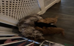 Mixed Breed dogs for sale: home grown golden doodle / cockerpoo  - Image 9