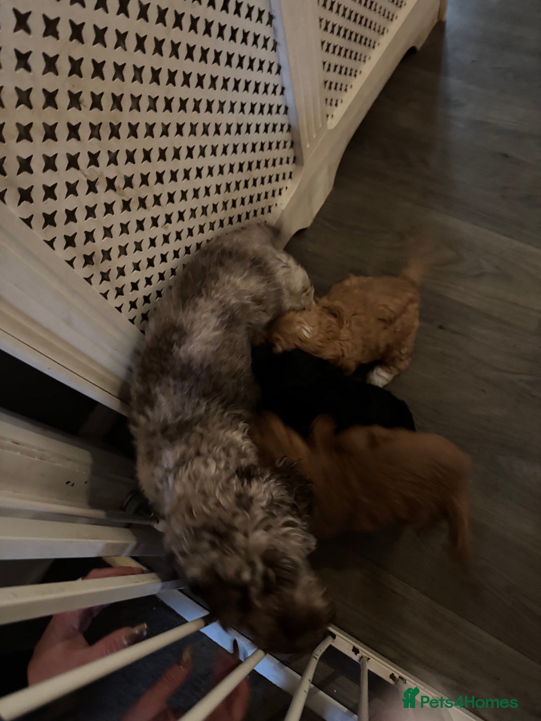 Mixed Breed dogs for sale: home grown golden doodle / cockerpoo  - Image 9