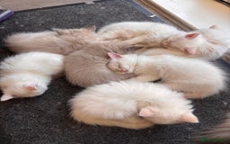 Ragdoll cats for sale: 2 LEFT - 5 pedigree Ragdolls for sale - Image 3