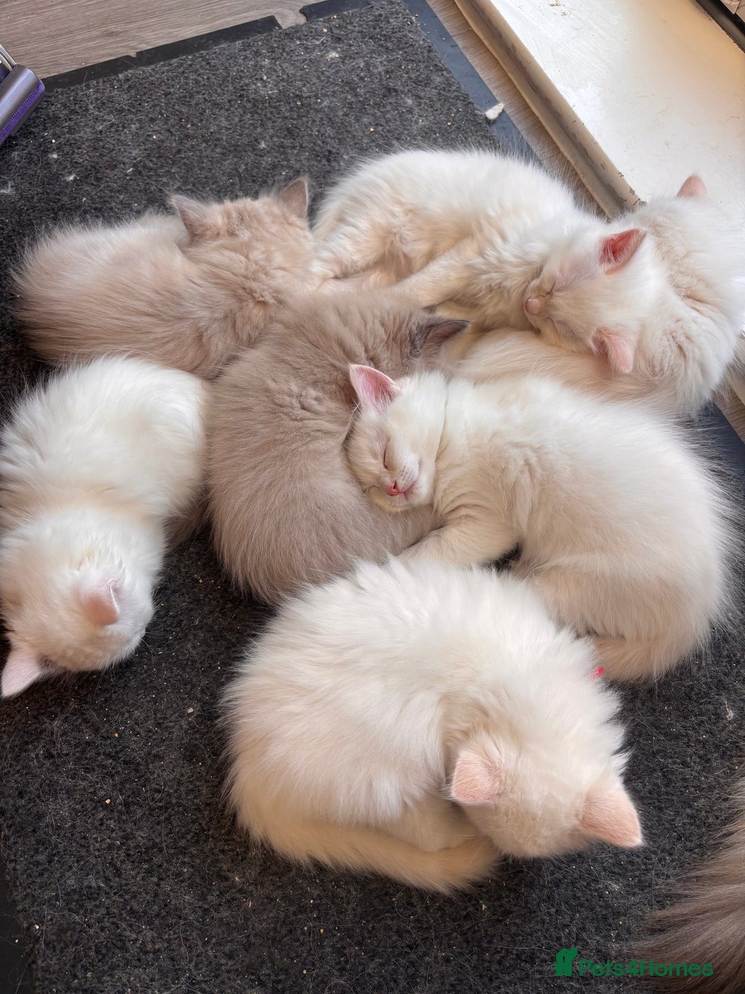 Ragdoll cats for sale: 2 LEFT - 5 pedigree Ragdolls for sale - Image 3