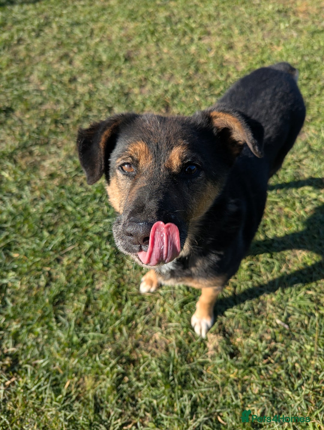 Mixed Breed dogs for adoption: Bumble for adoption - Advert 7