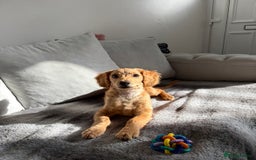 Cockapoo dogs for sale: Male cockapoo puppy for sale - Image 1