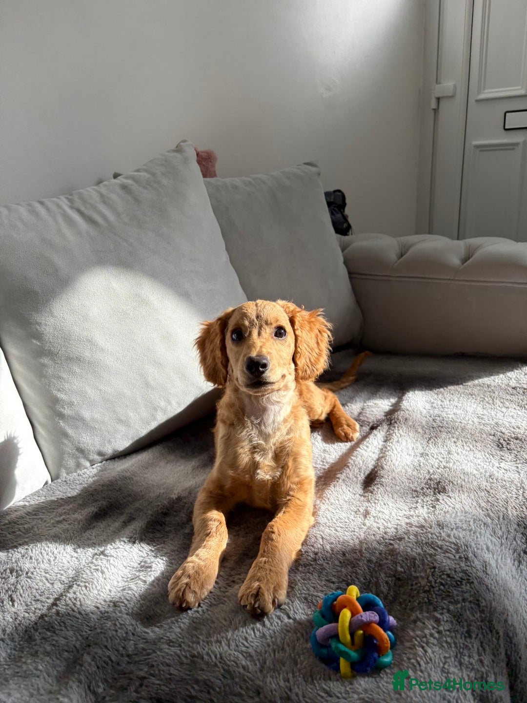 Cockapoo dogs for sale: Male cockapoo puppy for sale - Image 1