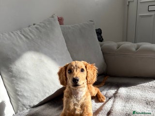 Cockapoo dogs - Advert 1