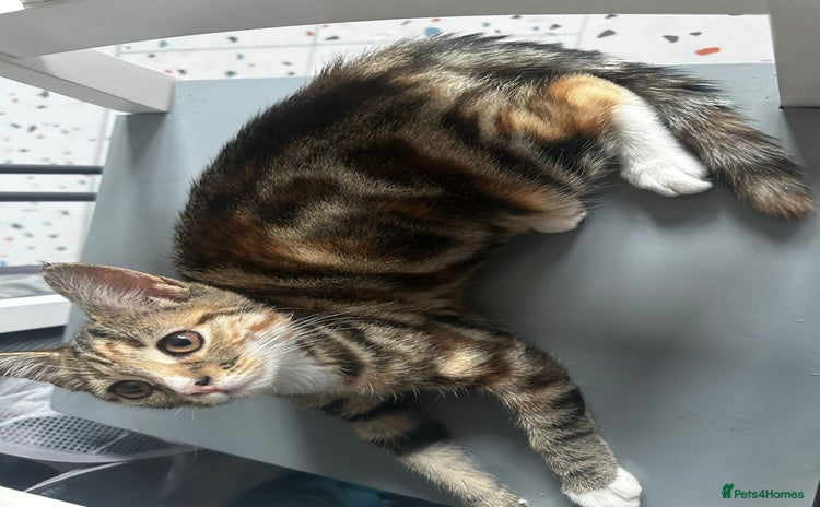 Bengal cats - Advert 1
