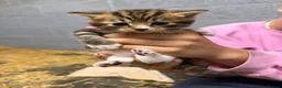 Mixed Breed cats for sale: 2 female tabbies  in Wymondham - Advert 3