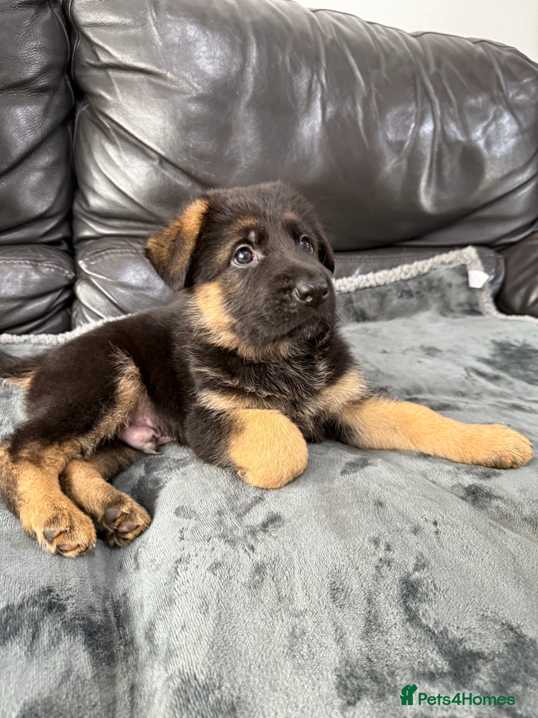 German Shepherd dogs for sale: TOP QUALITY SHOW LINES  - Image 4