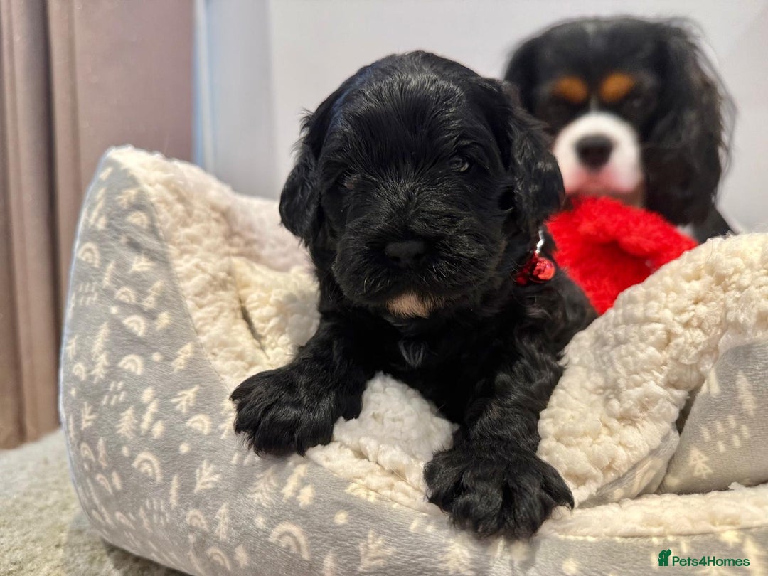 Cavapoo dogs for sale: Black Cavapoo F1 girl available 🐾👸 - Advert 6