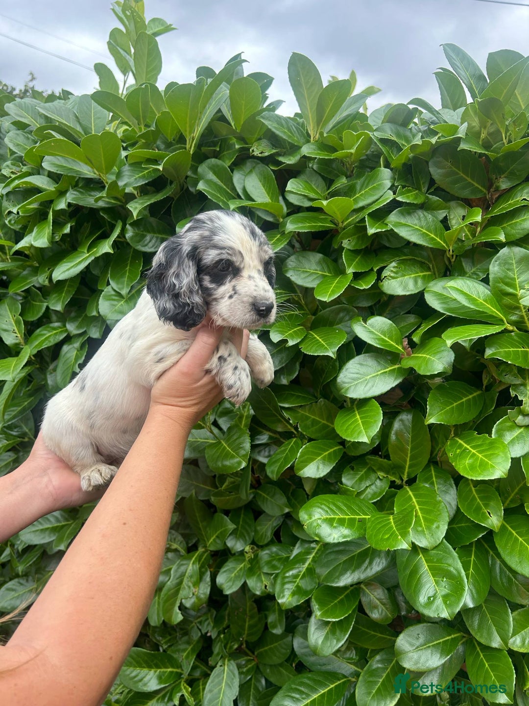 Cocker Spaniel dogs for sale: Beautiful litter of working cocker spaniel puppy’s - Image 7