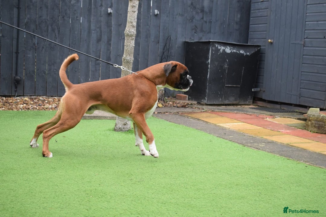 Boxer dogs for stud: Fully Health tested euro / kc reg Boxsanuk Gelso  in Newcastle upon Tyne - Image 27