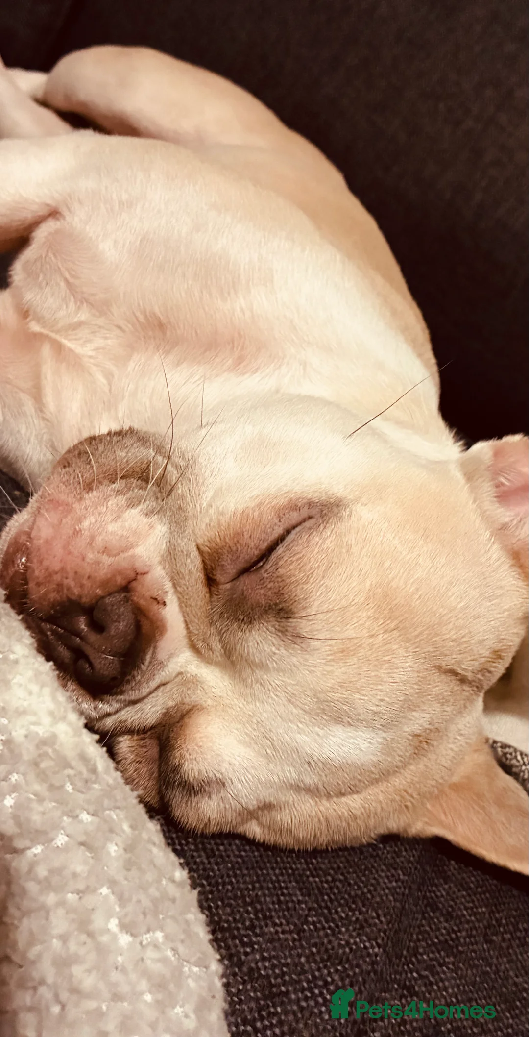 French Bulldog dogs for sale: French Bulldog Girl  - Advert 3