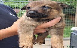 German Shepherd dogs for sale: CZECH DDR WEST GERMAN OLD BLOODLINE KC - Image 14