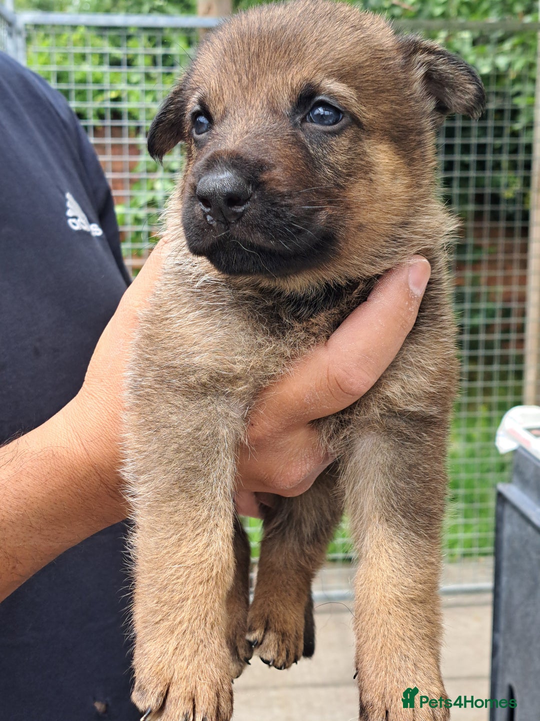 German Shepherd dogs for sale: CZECH DDR WEST GERMAN OLD BLOODLINE KC - Image 14